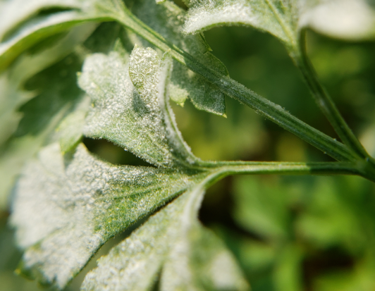 como evitar oídio na horta