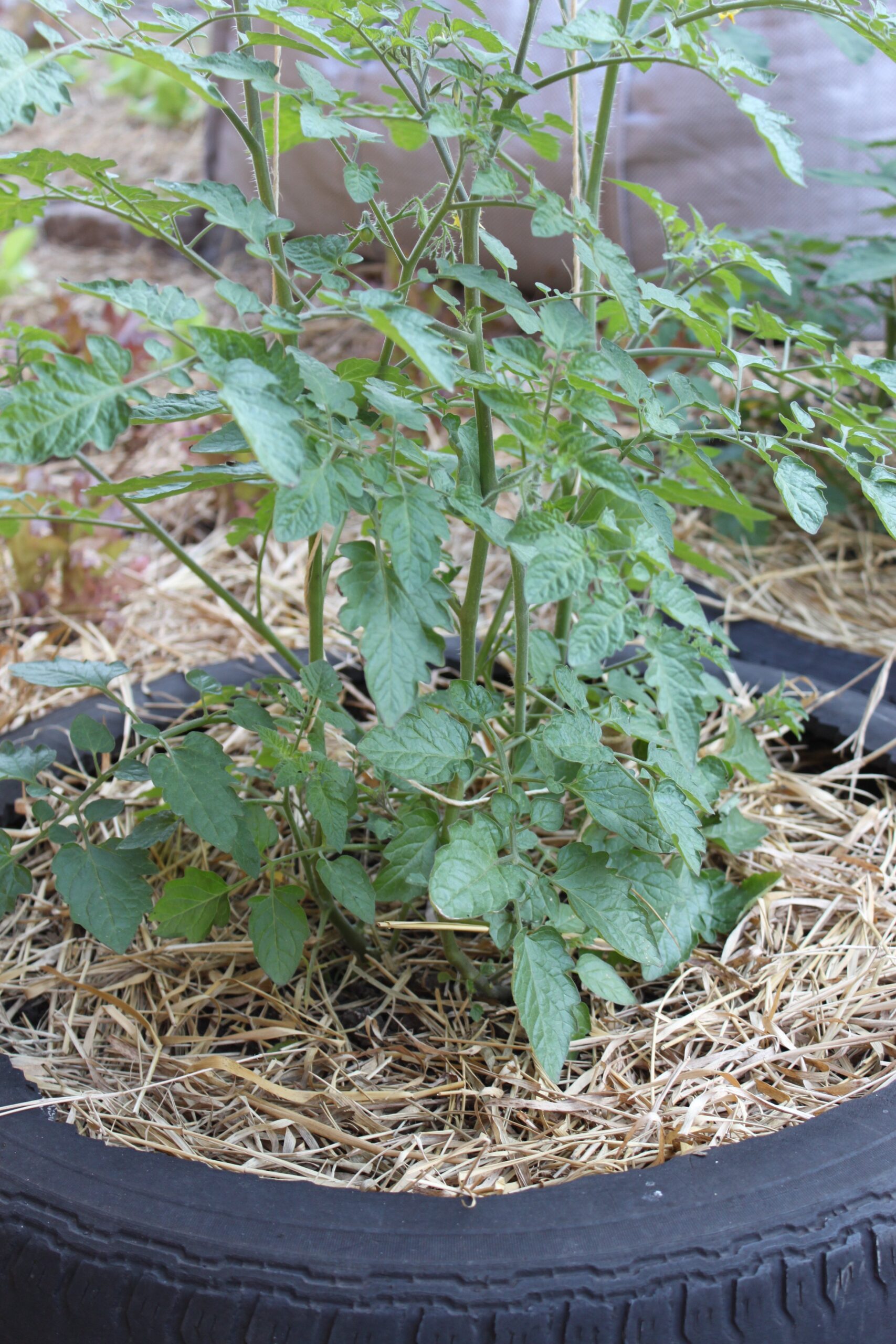 5 dicas para manter a terra do vaso fofa; Como melhorar a drenagem do vaso; A importância da matéria orgânica para suas plantas; Guia completo de cobertura morta (mulching); Erros comuns ao regar plantas em vasos