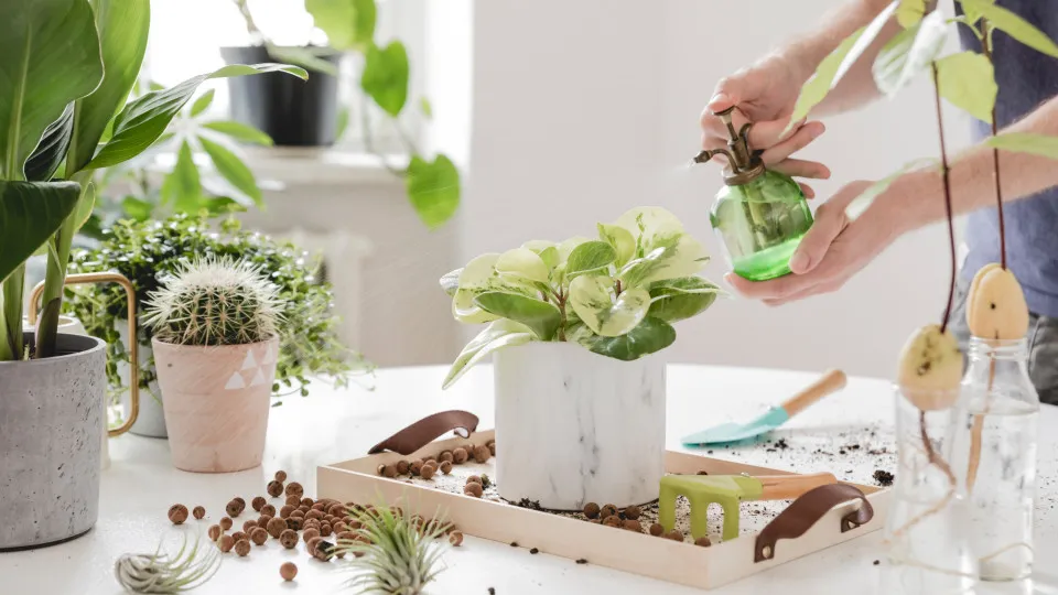 A Importância da Drenagem Correta para a Saúde das Raízes