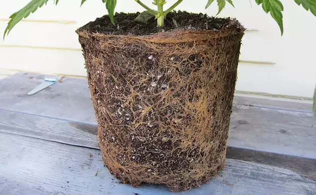 Guia Completo de Substratos para Evitar o Enovelamento Radicular