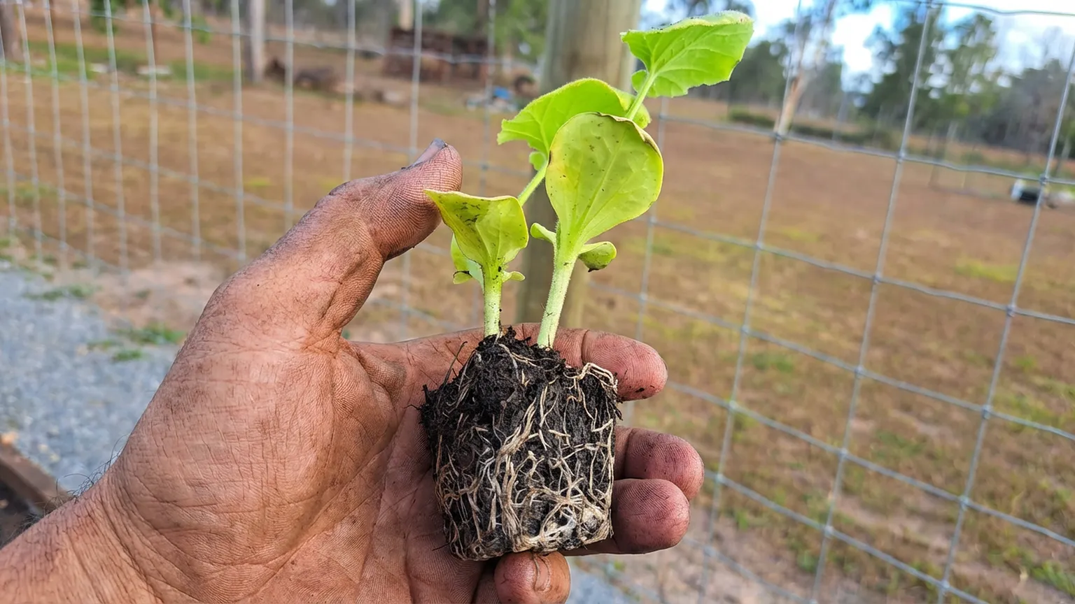 A Importância da Drenagem Correta para a Saúde das Raízes