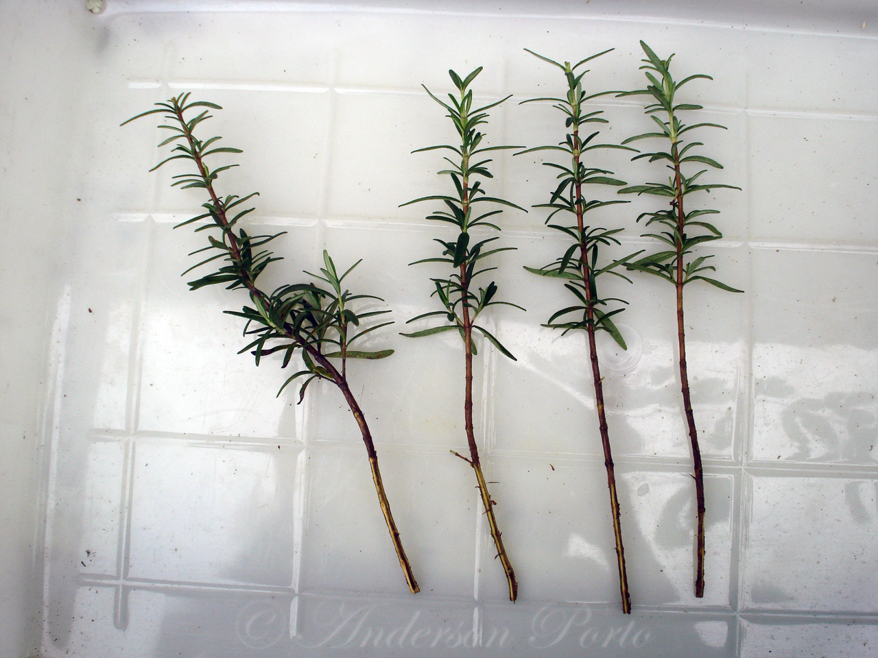 como fazer mudas de alecrim