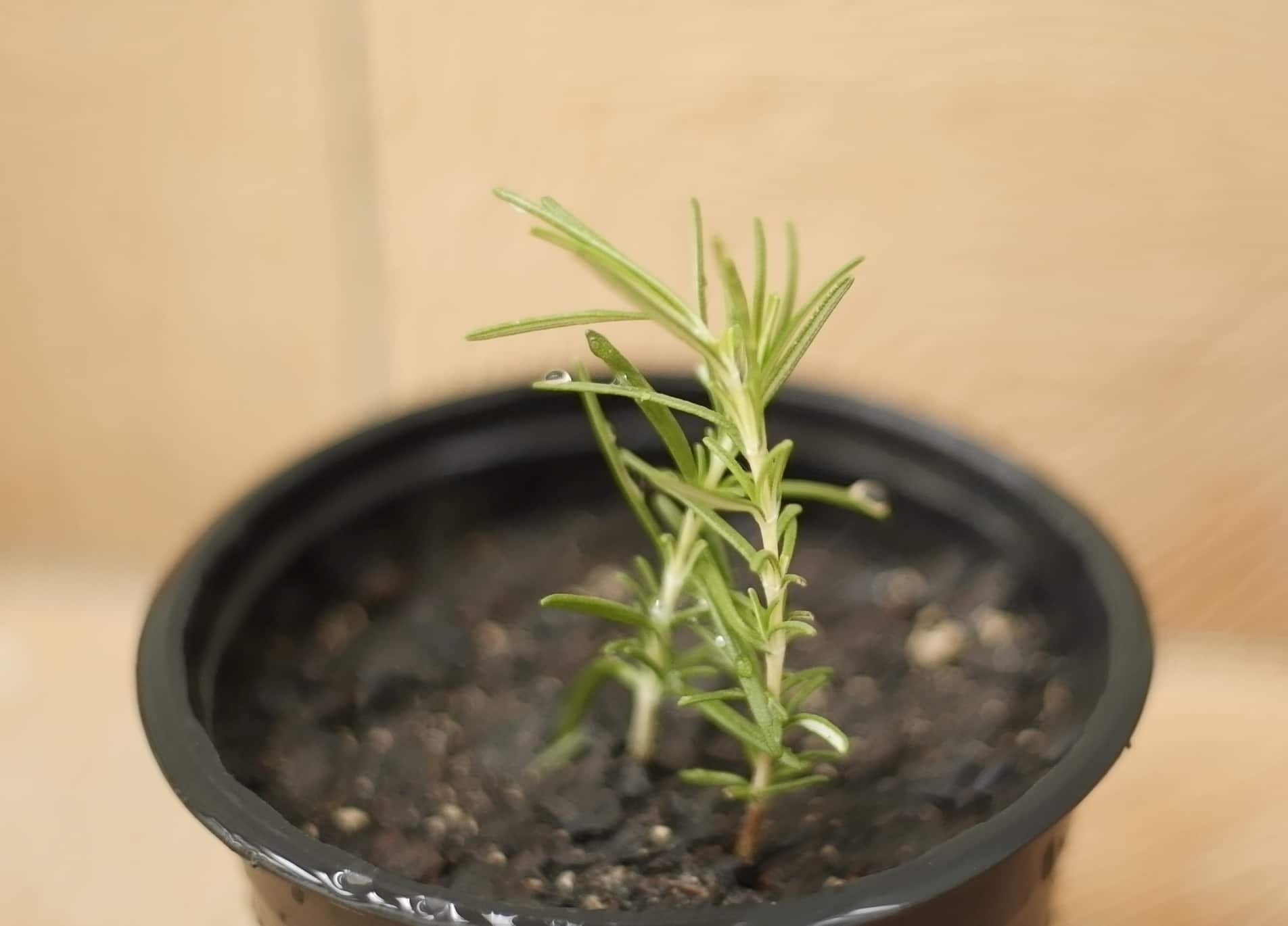 Como Resolver Problemas Comuns no Cultivo de Alecrim