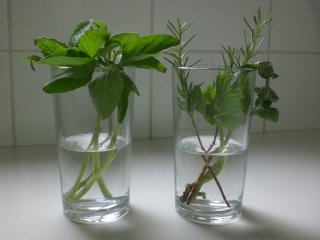 Alecrim Orgânico: Guia Completo para Cultivo Sustentável