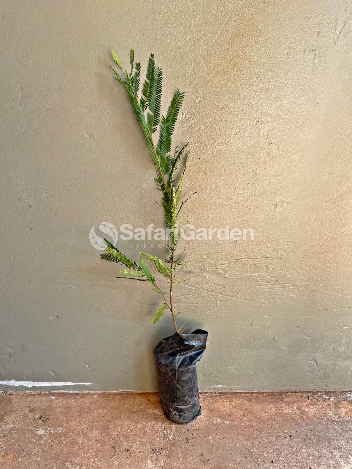 Decoração com Alecrim: Use a Planta em Vasos e Jardins Criativos