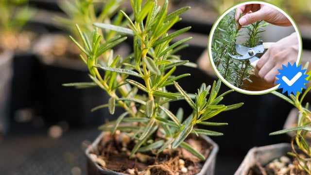 como fazer mudas de alecrim