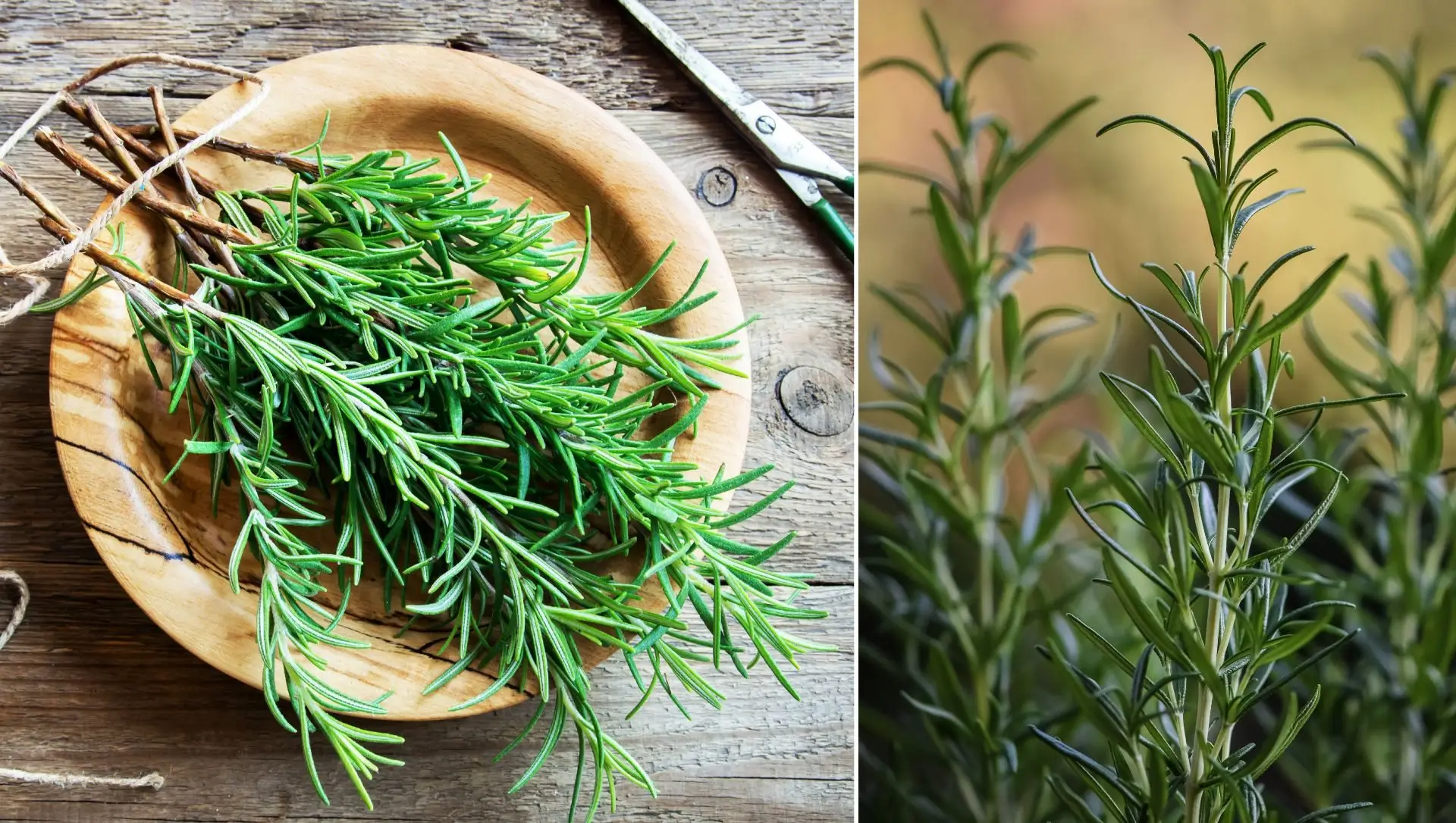 5 Dicas Essenciais para o Cultivo de Alecrim em Casa