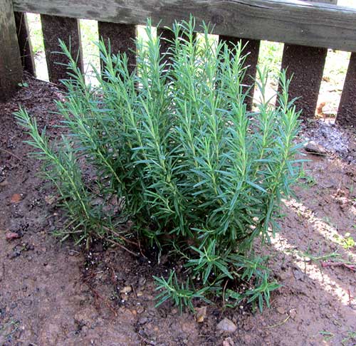 Como Identificar o Ponto Certo para Cortar os Galhos de Alecrim