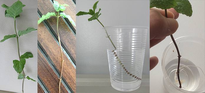 como fazer mudas de hortelã