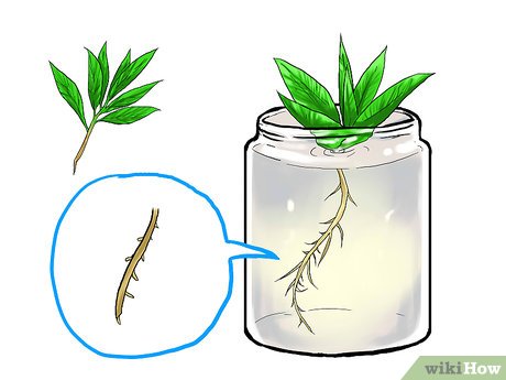 Como Combater Pragas na sua Plantação de Hortelã