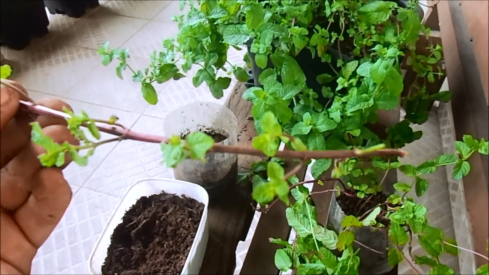 Benefícios da Hortelã para a Saúde