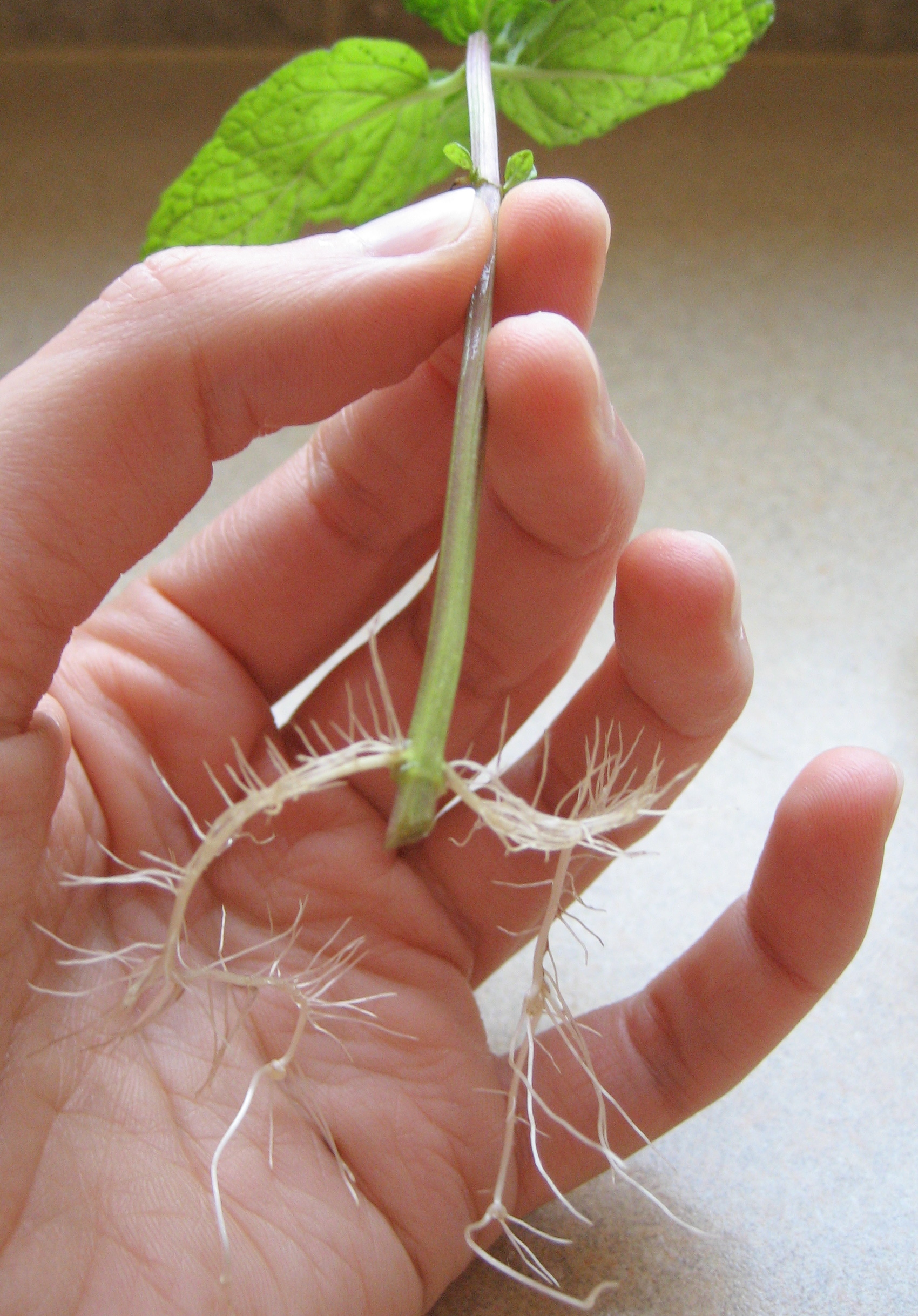 Receitas Deliciosas com Hortelã Fresca