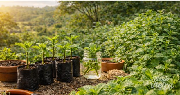 Benefícios da Hortelã para a Saúde