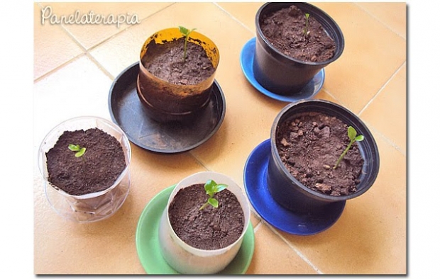 como fazer mudas de limão