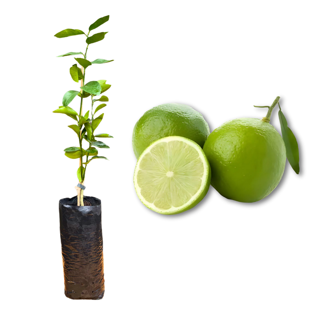 como fazer mudas de limão