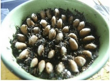 Alporquia vs. Estaquia: Qual o melhor método para seu limoeiro?