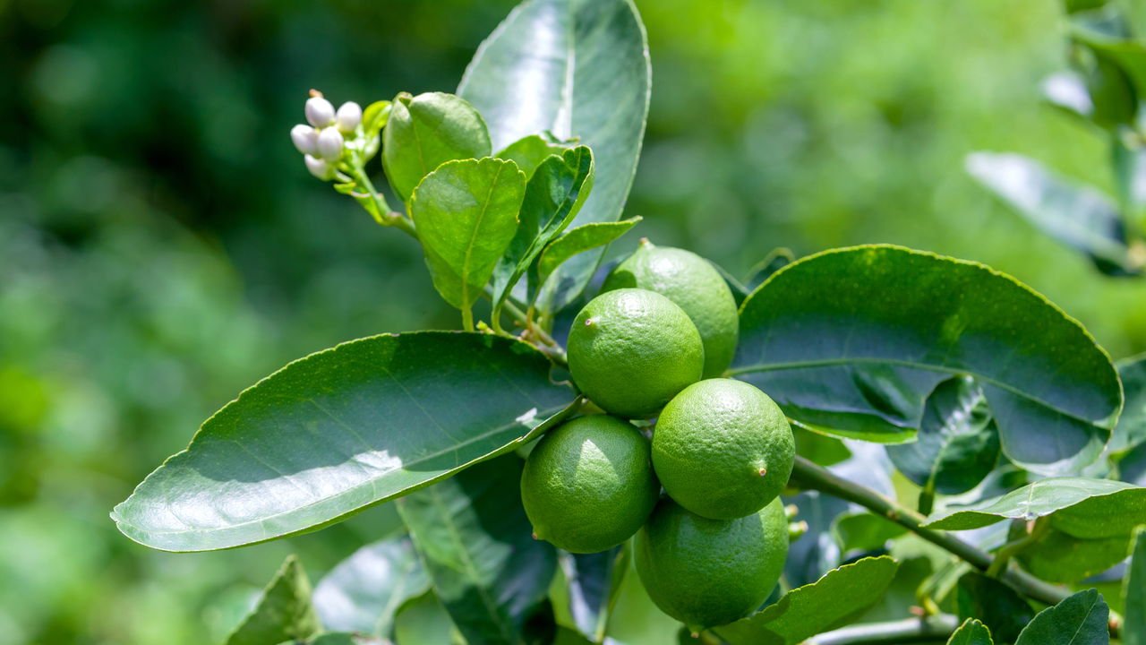 Como cuidar de mudas de limão recém-plantadas