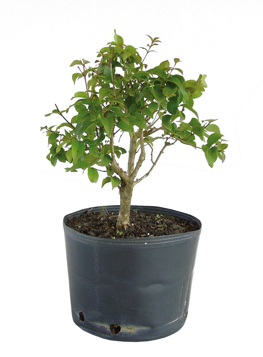 Guia completo de adubação para pitangueiras saudáveis