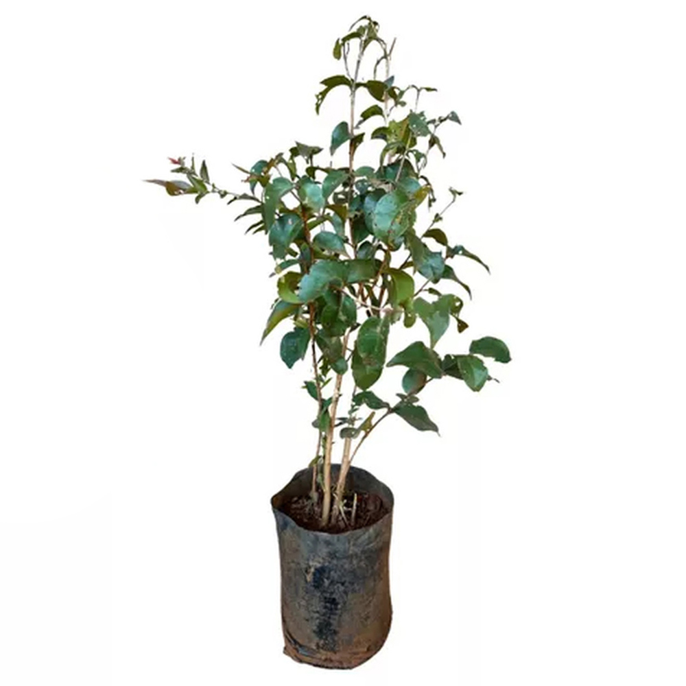 Identificando e tratando pragas comuns em pitangueiras