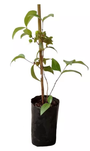 Pitangueira em vaso: dicas para um cultivo de sucesso em pequenos espaços