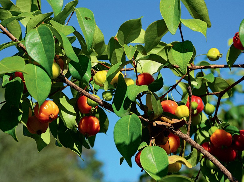 como fazer mudas de pitanga