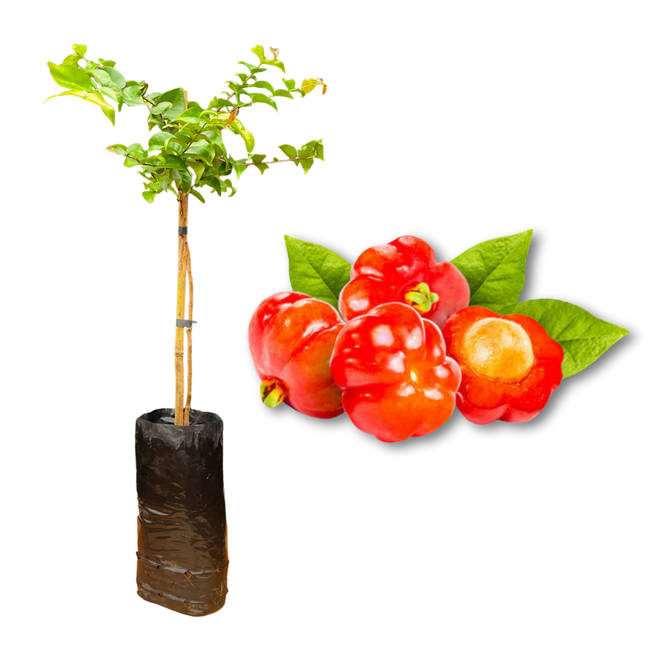 Como acelerar a produção de frutos da pitangueira