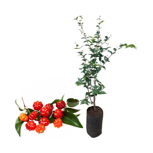 Guia completo de adubação para pitangueiras saudáveis