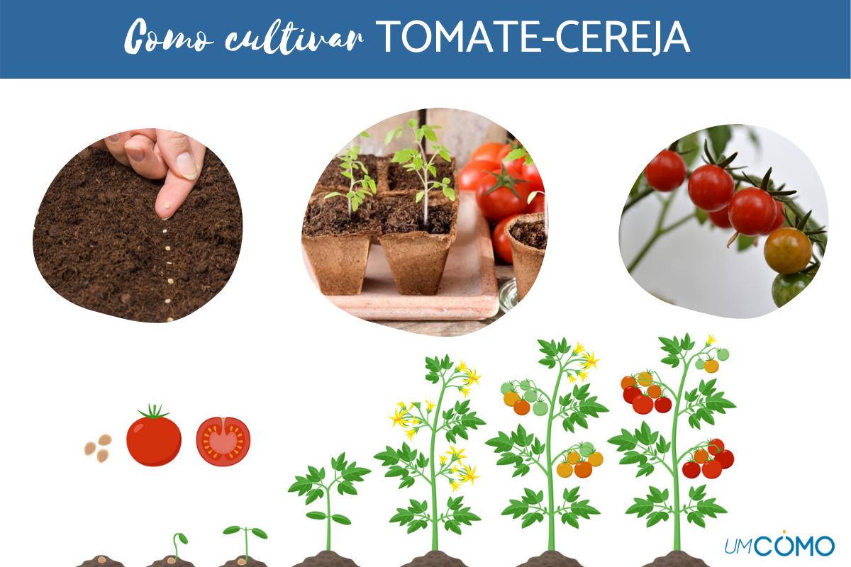 5 Dicas Essenciais para o Transplante de Mudas de Tomate Cereja