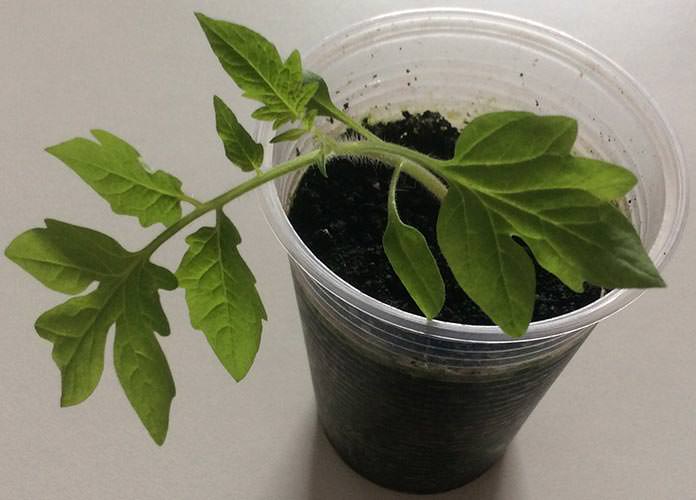 Guia Completo: Germinação de Sementes de Tomate Cereja