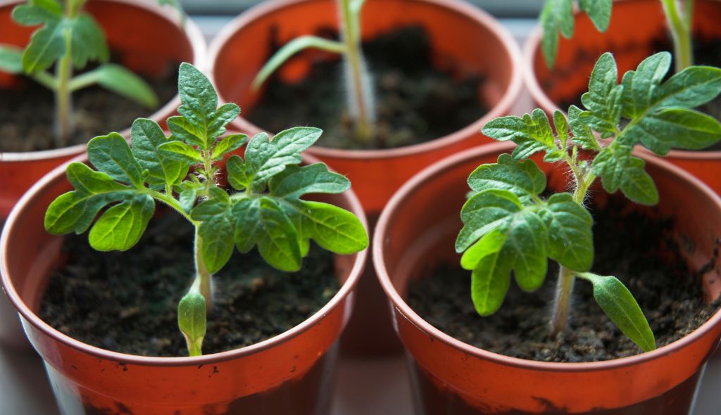 Estaquia de Tomateiro: Acelere o Crescimento e Multiplique Suas Plantas