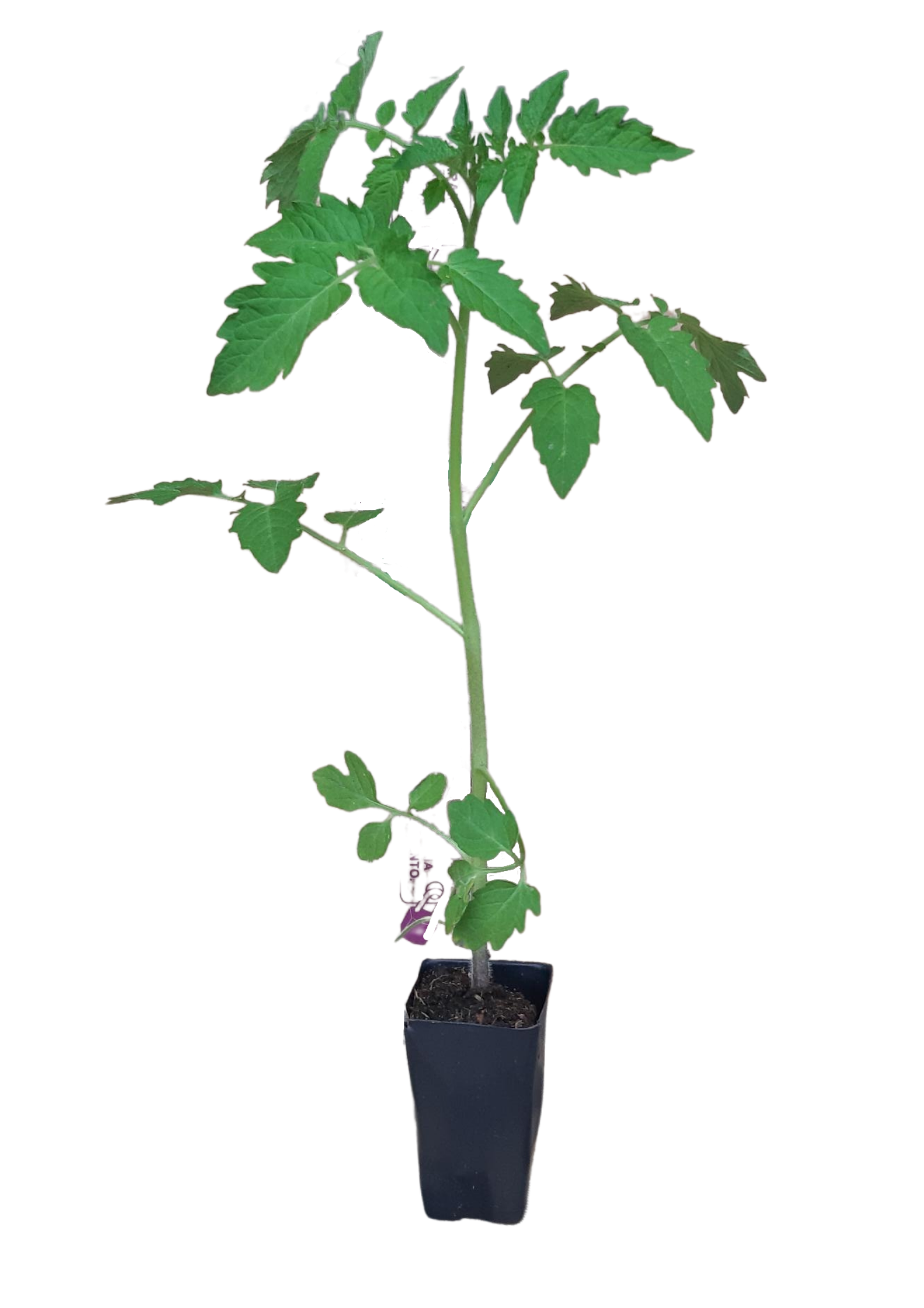 Guia Completo: Germinação de Sementes de Tomate Cereja