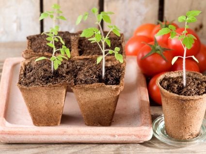 5 Dicas Essenciais para o Transplante de Mudas de Tomate Cereja
