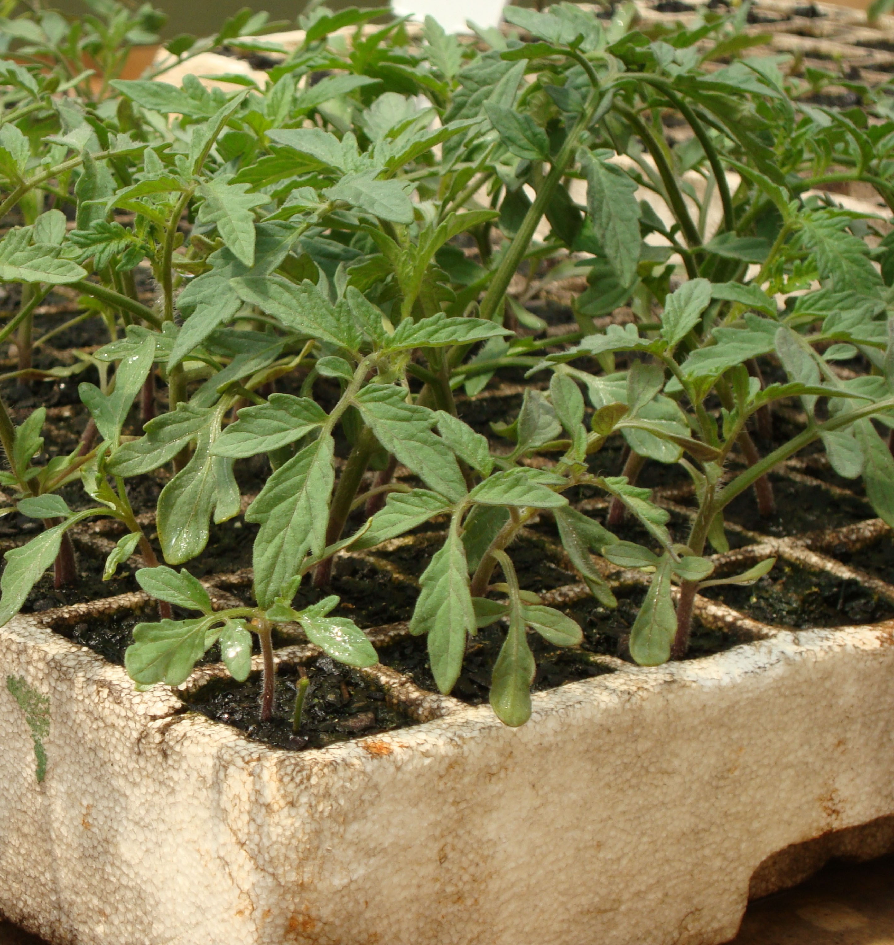Estaquia de Tomateiro: Acelere o Crescimento e Multiplique Suas Plantas