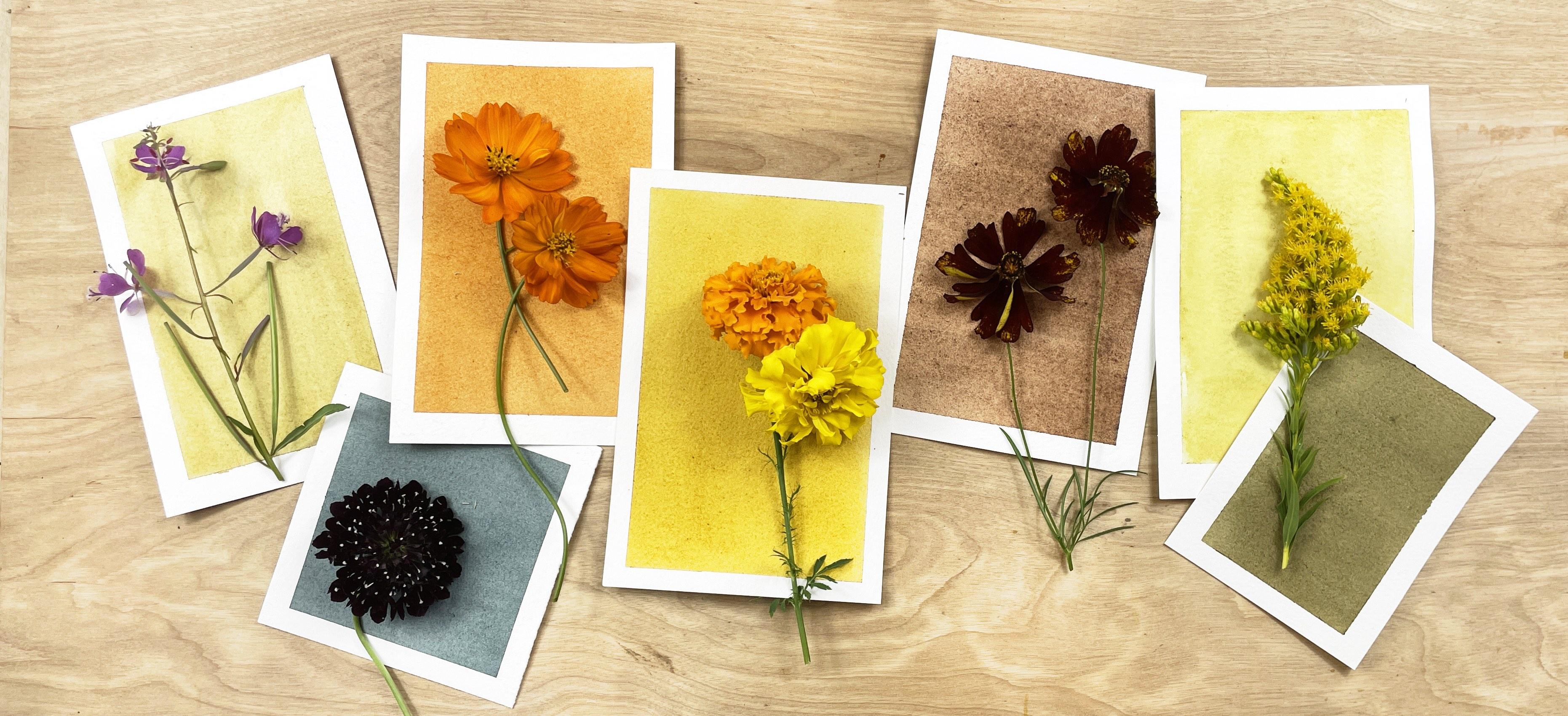 Guia Completo: Métodos de Extração de Pigmentos Naturais