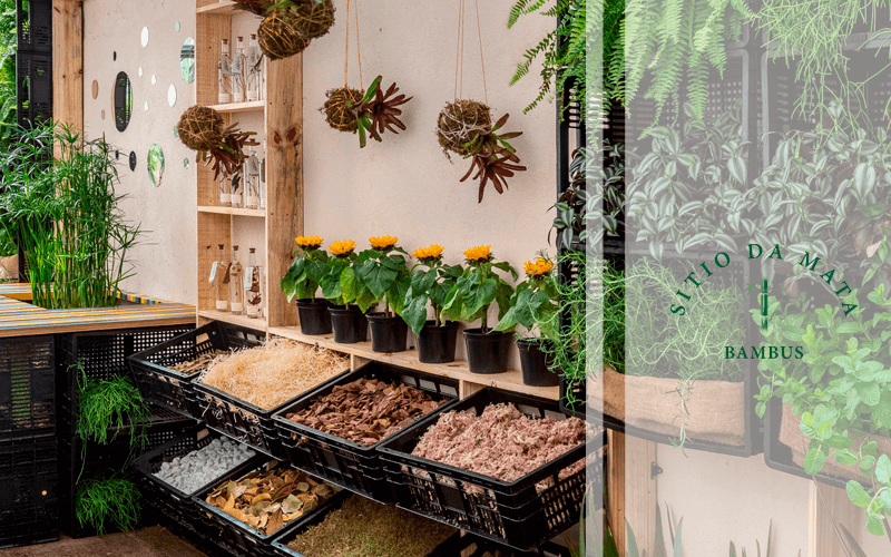 10 plantas ideais para o olfato no seu jardim sensorial