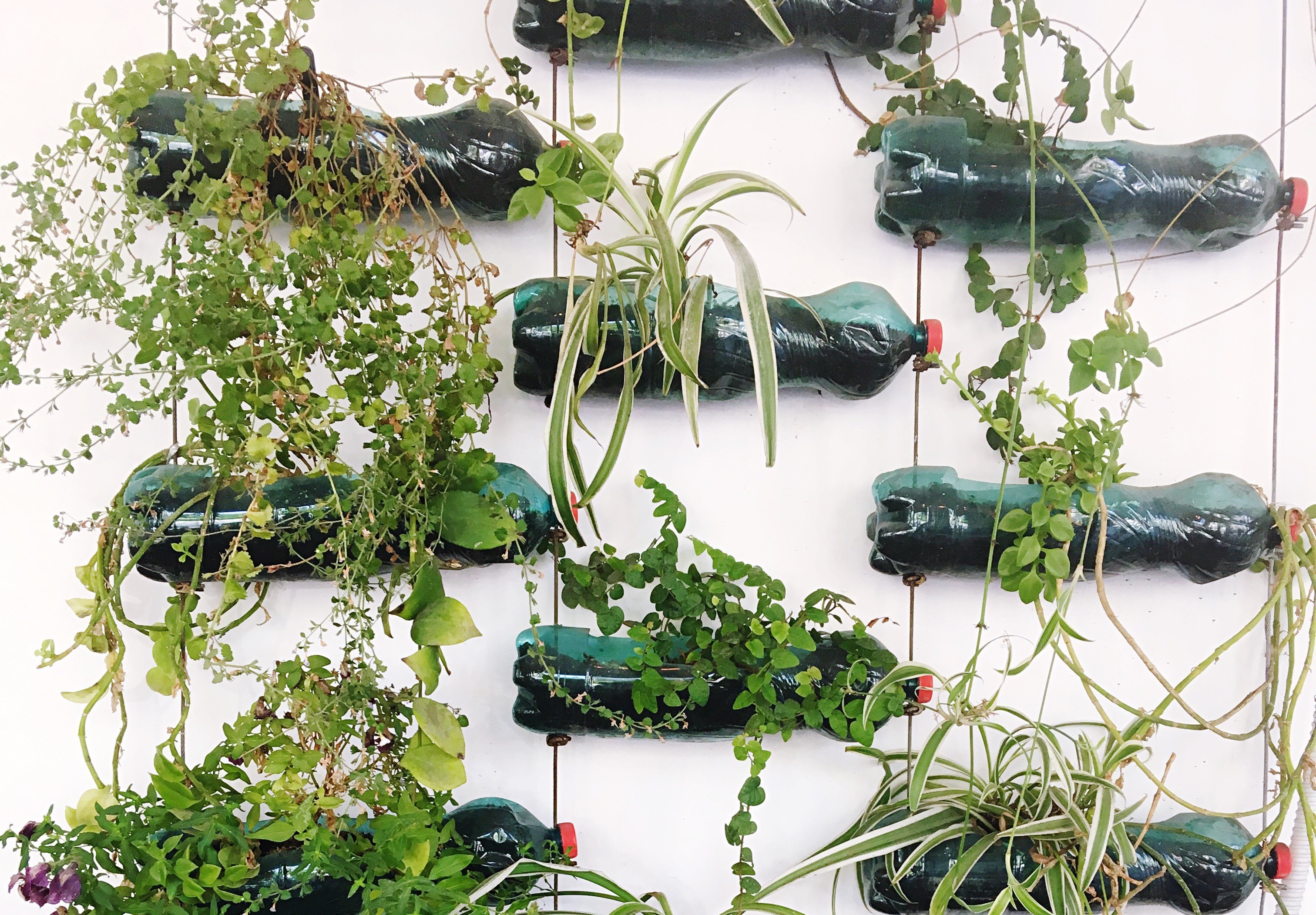 5 plantas ideais para jardins verticais em apartamentos