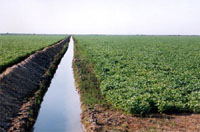 Como montar um vaso autoirrigável passo a passo