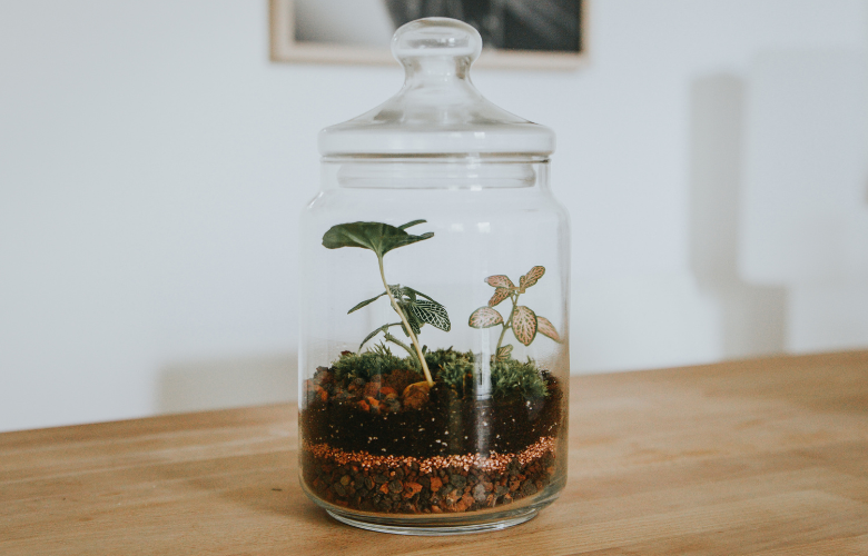 como fazer um terrário fechado autossustentável