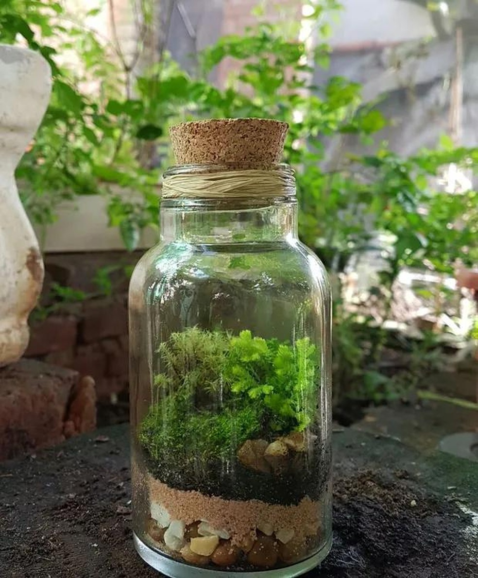 Guia Completo de Plantas para Terrários Fechados: Escolha as Melhores Espécies