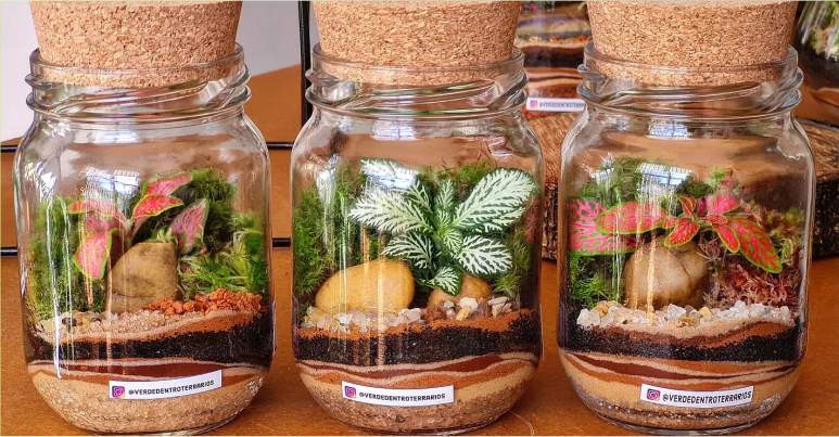 Como Manter seu Terrário Autossustentável: Dicas de Luz e Umidade