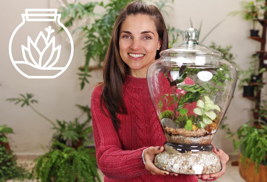 Os Melhores Recipientes de Vidro para Terrários: Onde Comprar e Como Escolher