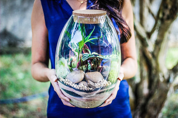 Solução de Problemas em Terrários Fechados: Fungos