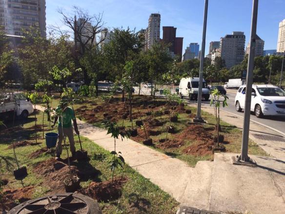 Como a Floresta de Bolso Combate o Efeito Ilha de Calor