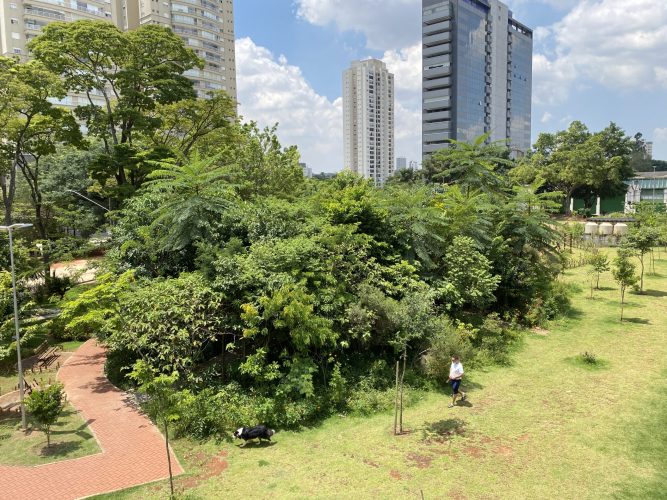 A Ciência por Trás do Plantio Adensado em Florestas de Bolso