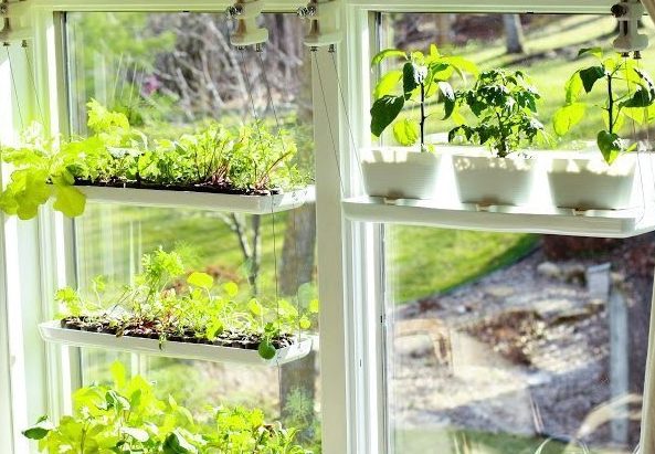 5 temperos fáceis de cultivar na janela