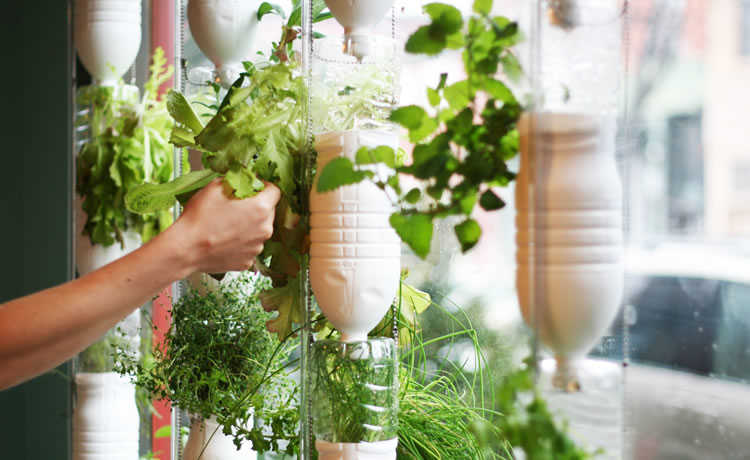 Guia completo de adubação orgânica para sua horta