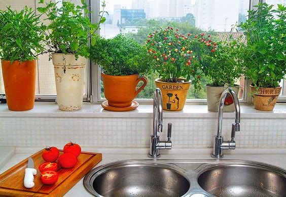 Dicas de poda para estimular o crescimento das ervas