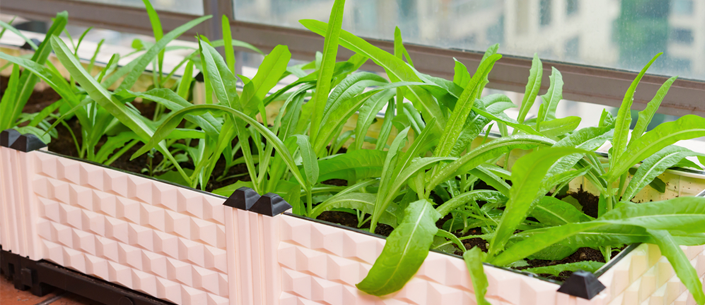 como fazer uma horta de janela