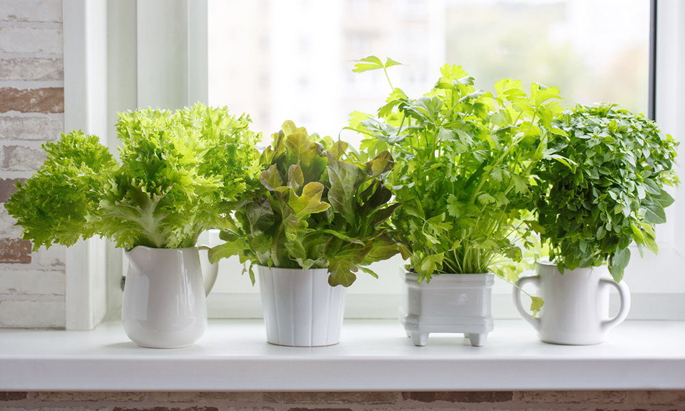 Guia completo de adubação orgânica para sua horta