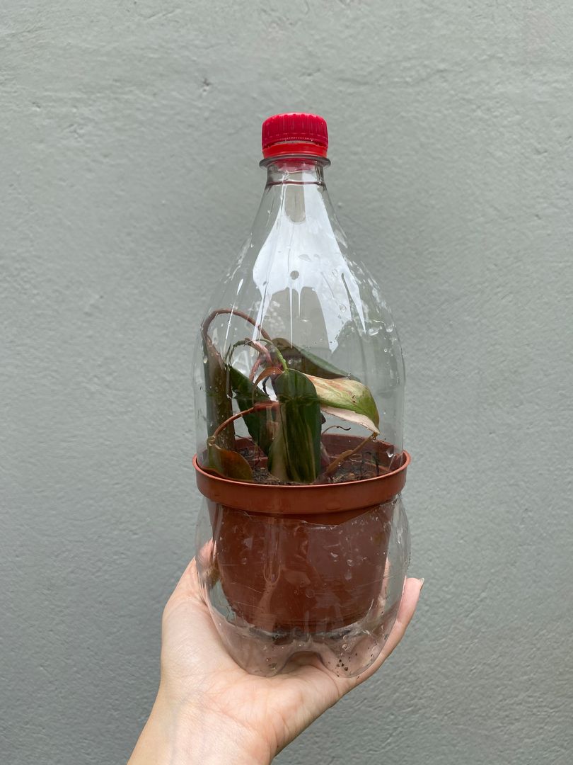 como fazer uma mini estufa para mudas com garrafa pet